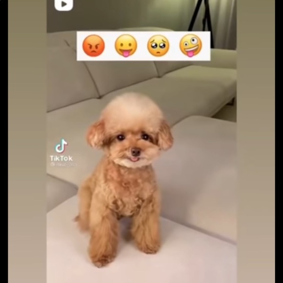 Meet your Posher, Ketevan - Picture 1 of 1